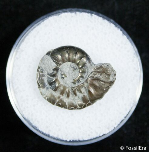 Small Pyritized Jurassic Ammonite Cheltonia - England #2400